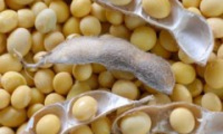Soy Industry Says &quot;Soy Vey&quot; to Being Critical of Beans