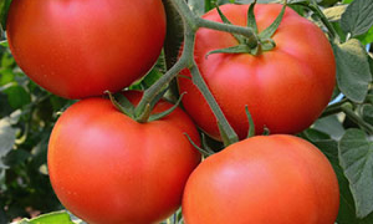 Why You Should Love Tomatoes