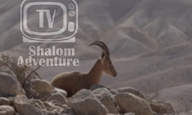 Wildlife of the Holy Land: The Ibex