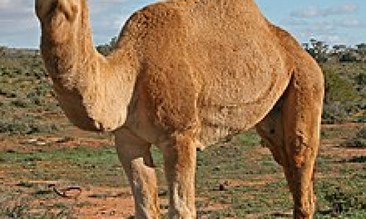 The Amazing Camel and its Creator