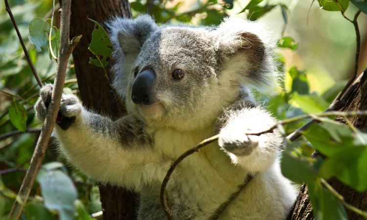 Koala Bears