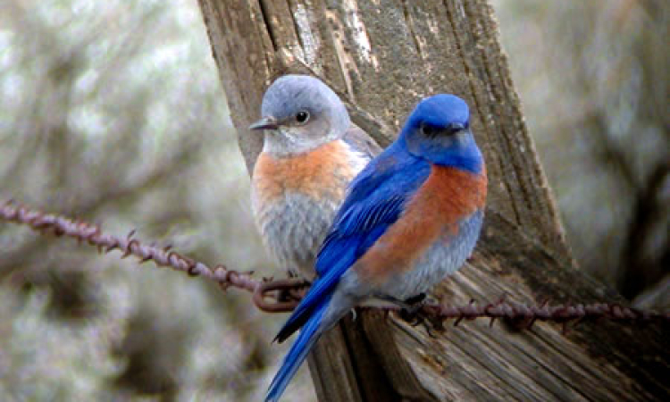 Bluebirds 2