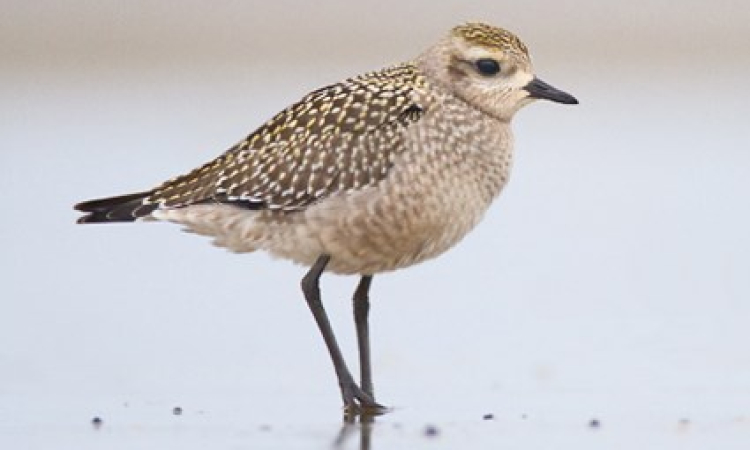Golden Plover and The Trunk Fish