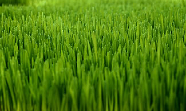 God's Amazing Grass