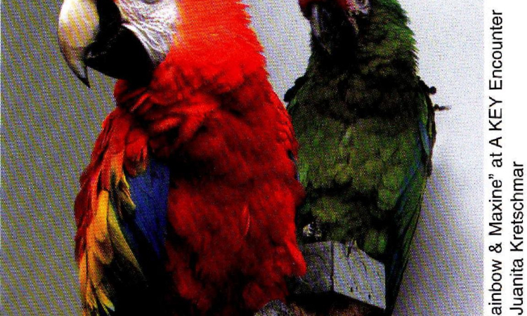 Macaws