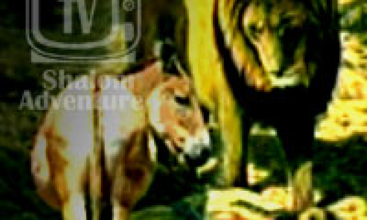 True and False Prophet