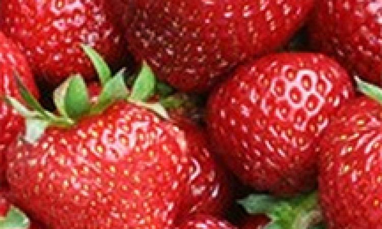 Strawberry Leaves’ Substance Helps Protect Crops