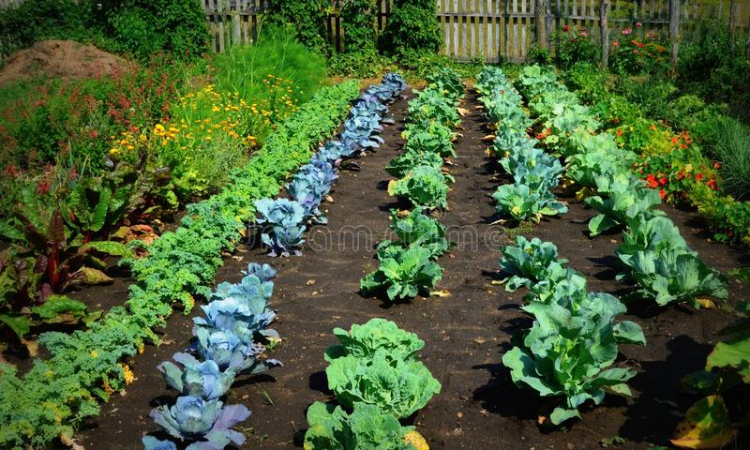Create a Luscious Green Garden Without Using Harmful Pesticides