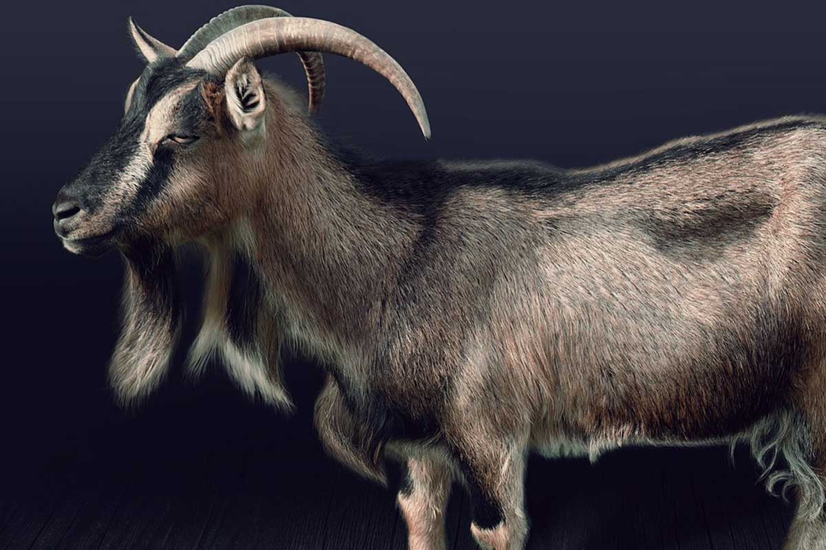 Of two identical goats, one is offered in the Temple; the other is &quot;for Azazel&quot; in the desert. 