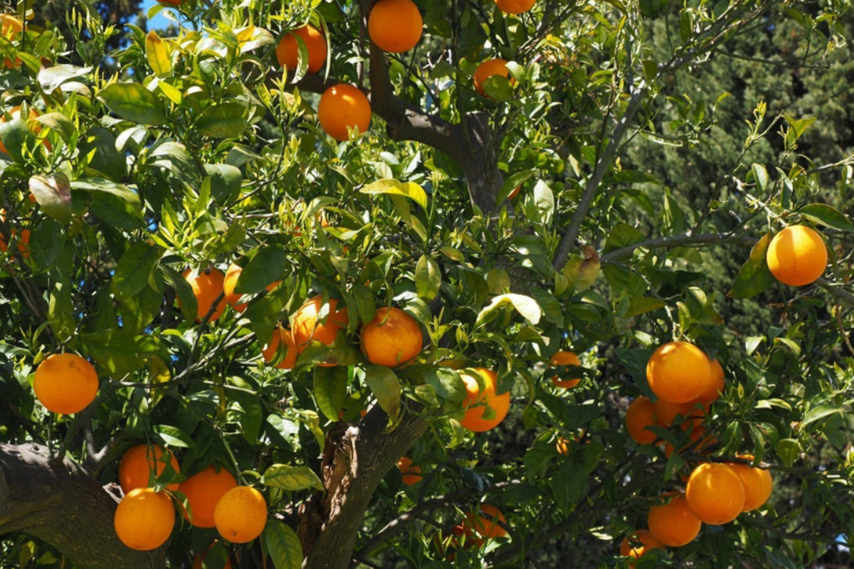 Look at Fruit More
