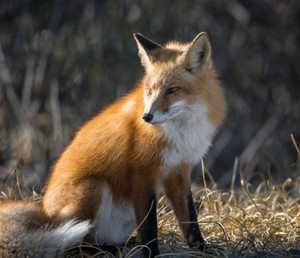 fox10