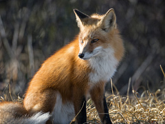 fox10