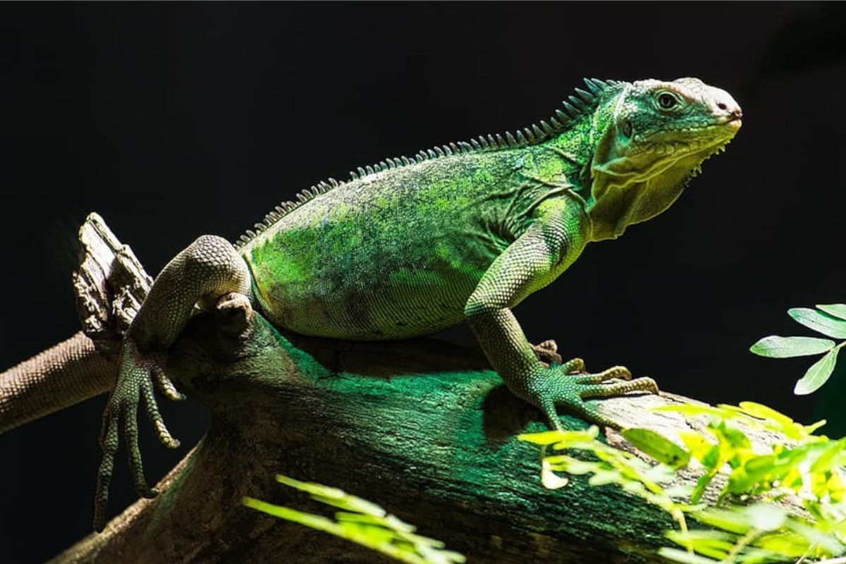 Iguanas