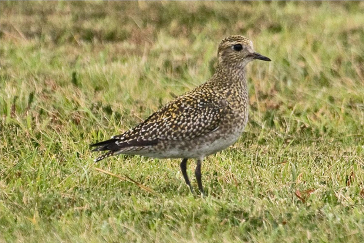 Golden Plover and The Trunk Fish