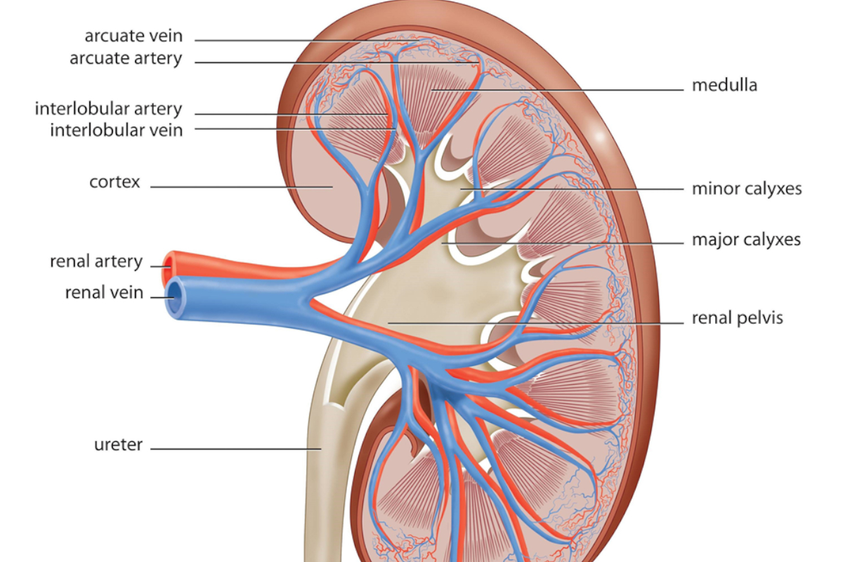 Kidney Research