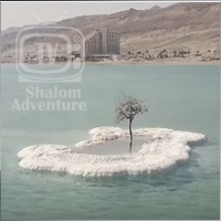 Sixty-Three of Seventy: The Lowest Tree on Earth - Shalom Adventure ...