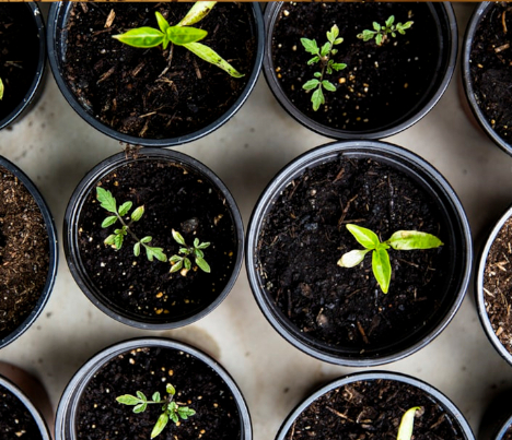 Saving with Seeds