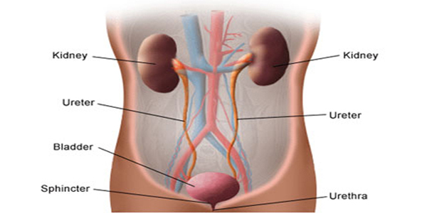 Nephritis 