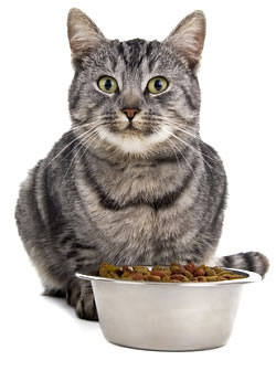 Starving in Front of a Bowl of Kibble