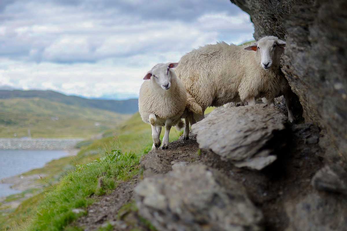 Photo of sheep inspiring reflection on the verse "The Lord is My Shepherd"
