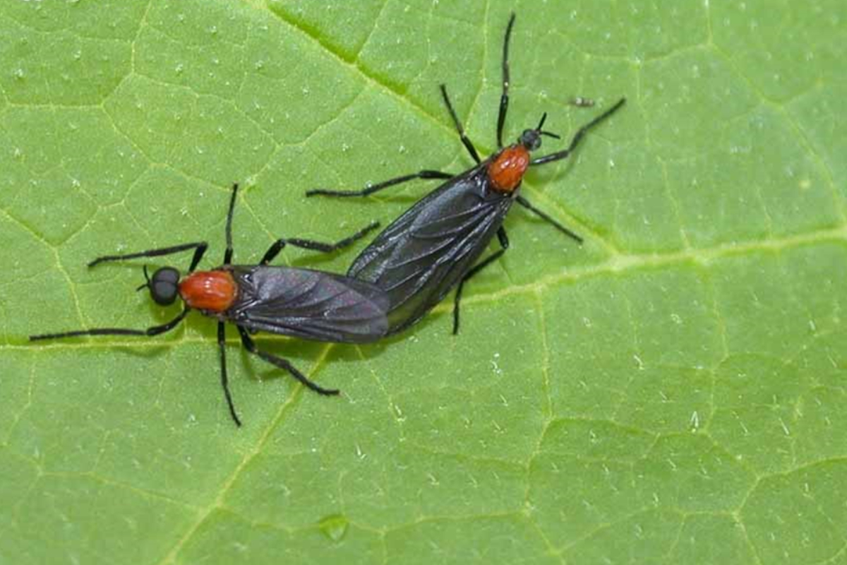 I'd Rather Love a Love Bug Than Die