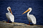 Pelicans