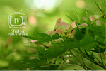 Title image: green tree leaves for the song Chai Ha Shem