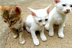 House Cats
