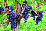 Tu B'Shevat - 15th Day of Shevat
