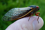 Periodical Cicada