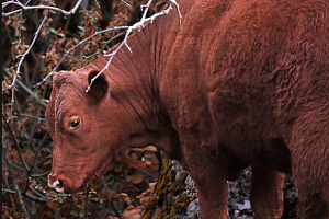 Red Heifer