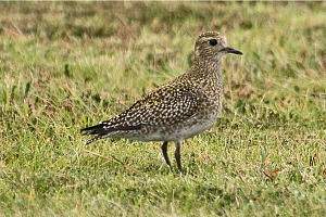 Golden Plover and The Trunk Fish