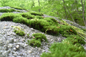 Photo: Moss growing in a forest
