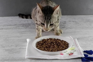 Starving in Front of a Bowl of Kibble