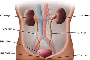 The Kidneys Part 1