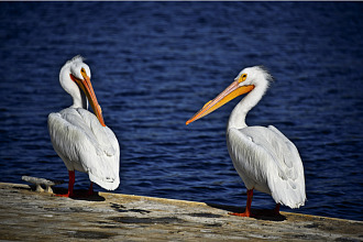 Pelicans