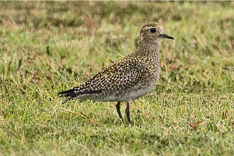 Golden Plover and The Trunk Fish