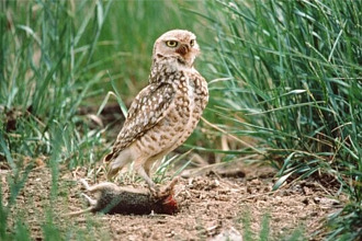 Burrowing Owl