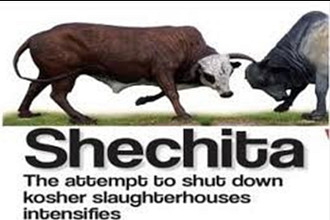 Threatening to Ban Jewish Butchering Methods in Europe