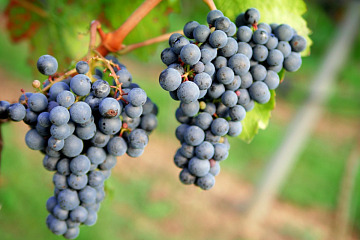 A Branch Will Bear Fruit
