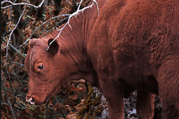 Red Heifer