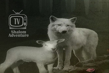Isaiah 65: The Wolf and the Lamb Together