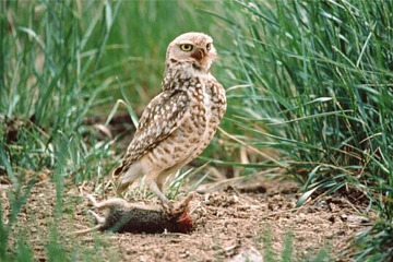 Burrowing Owl