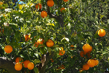 Look at Fruit More