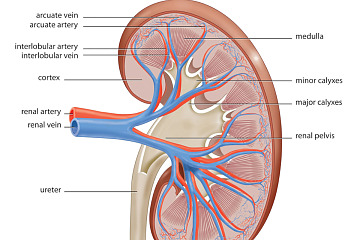 Kidney Research