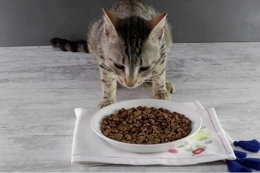 Starving in Front of a Bowl of Kibble