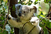 Koala Bears