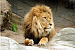 Lion of Judah