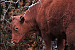 Red Heifer