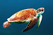 Loggerhead Turtle